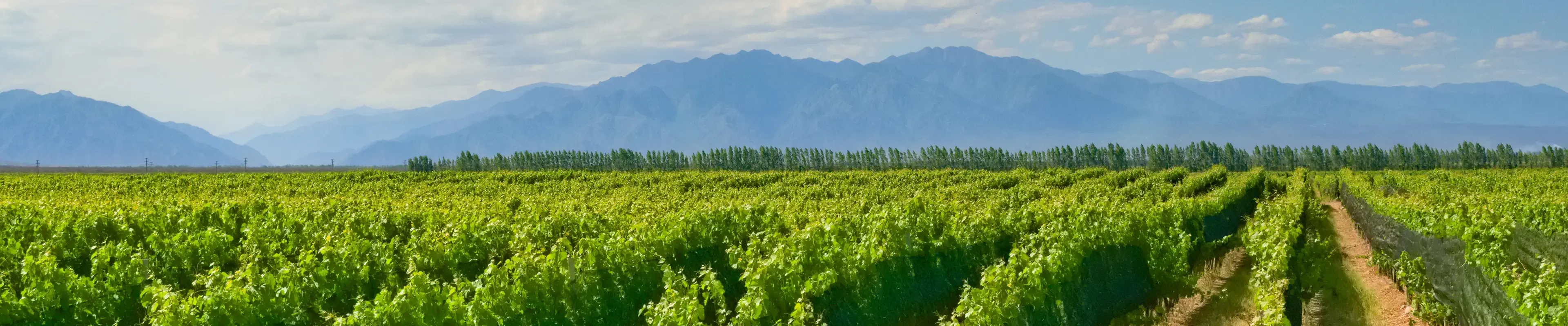 Guía para disfrutar tu viaje a Mendoza | Cocha Viajes