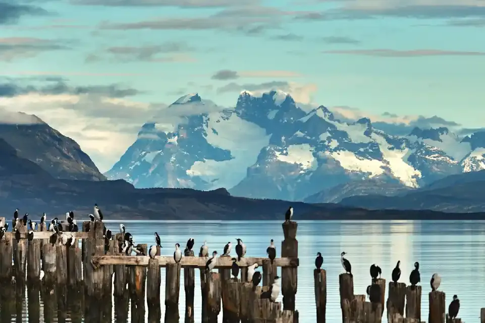 Cormoranes posados en postes de madera en un lago con montañas nevadas.