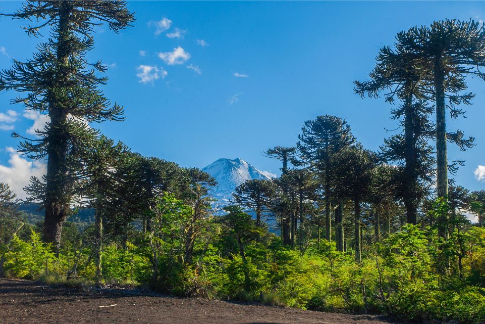 paquete-temuco-cocha