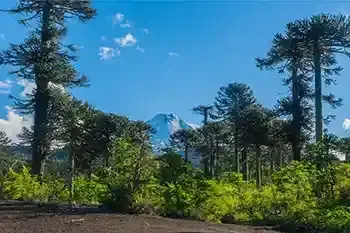 paquete-temuco-cocha